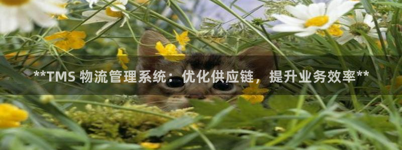 28圈昵称