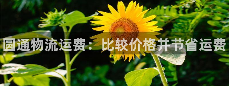 28圈注册网站APP：圆通物流运费：