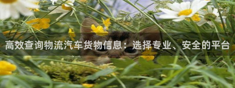 28圈app怎么注册账号：高效查询物